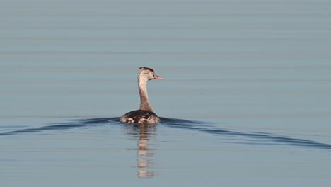 looking to the left and the right as it moves forward while being followed by a boat, great crested grebe podiceps cristatus bueng boraphet lake, nakhon sawan, thailand