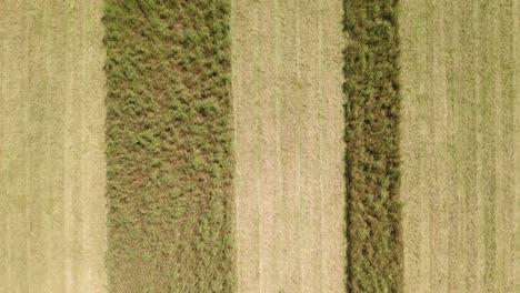 vista superior de cultivos de campo agrícola en tierras de cultivo rural
