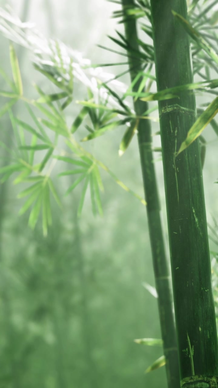Piante di bambù in un paesaggio boschivo nebbioso con luce soffusa che filtra tra le foglie.
