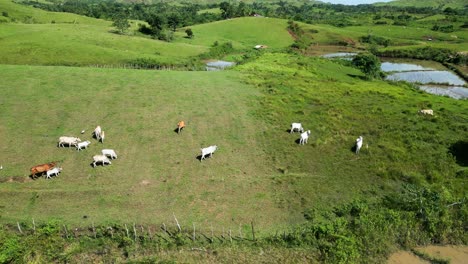 cattle herd graze in green grassland corral and reveal of blue sky, philippines