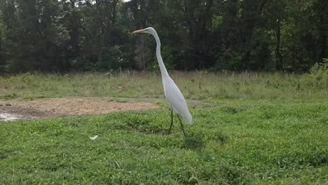 Weißer-Reihervogel-In-Pennsylvania