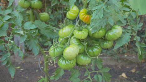tomates inmaduros están creciendo en una cama