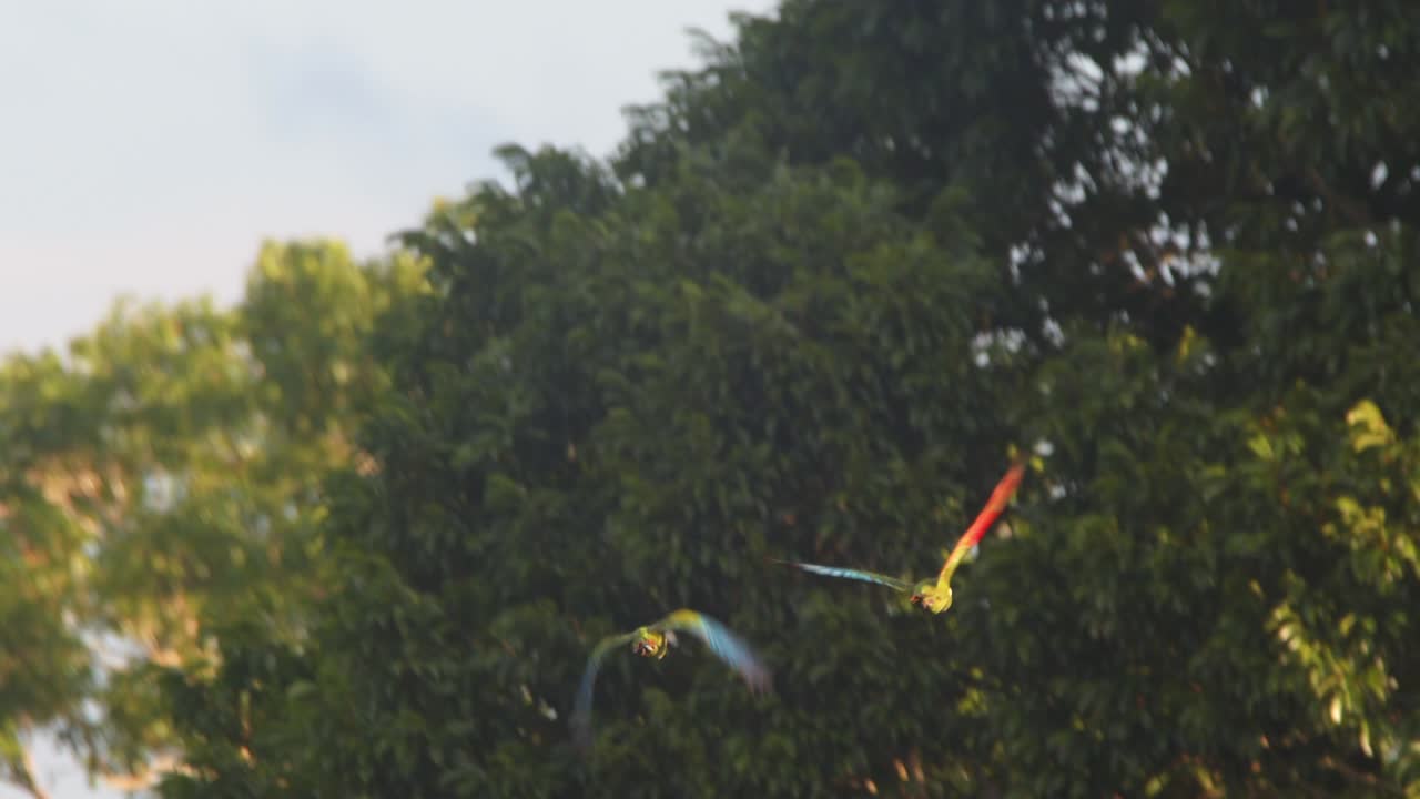 Pair of Red Bellied Macaws flying together over the forest canopy moving further away