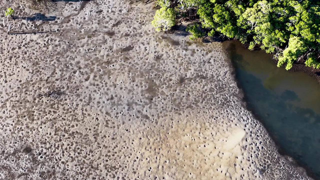 Veduta aerea di una foresta di mangrovie e piane di marea con la bassa marea