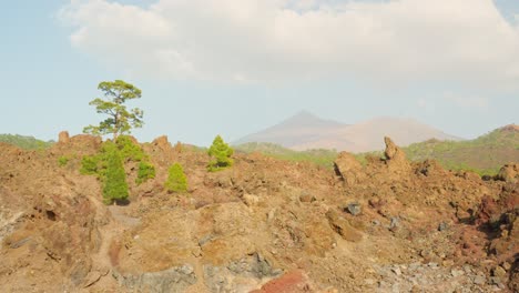 árboles-Que-Crecen-En-El-Duro-Paisaje-Del-Teide-Con-Volcán-En-Segundo-Plano