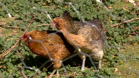 two chickens in a chicken coop