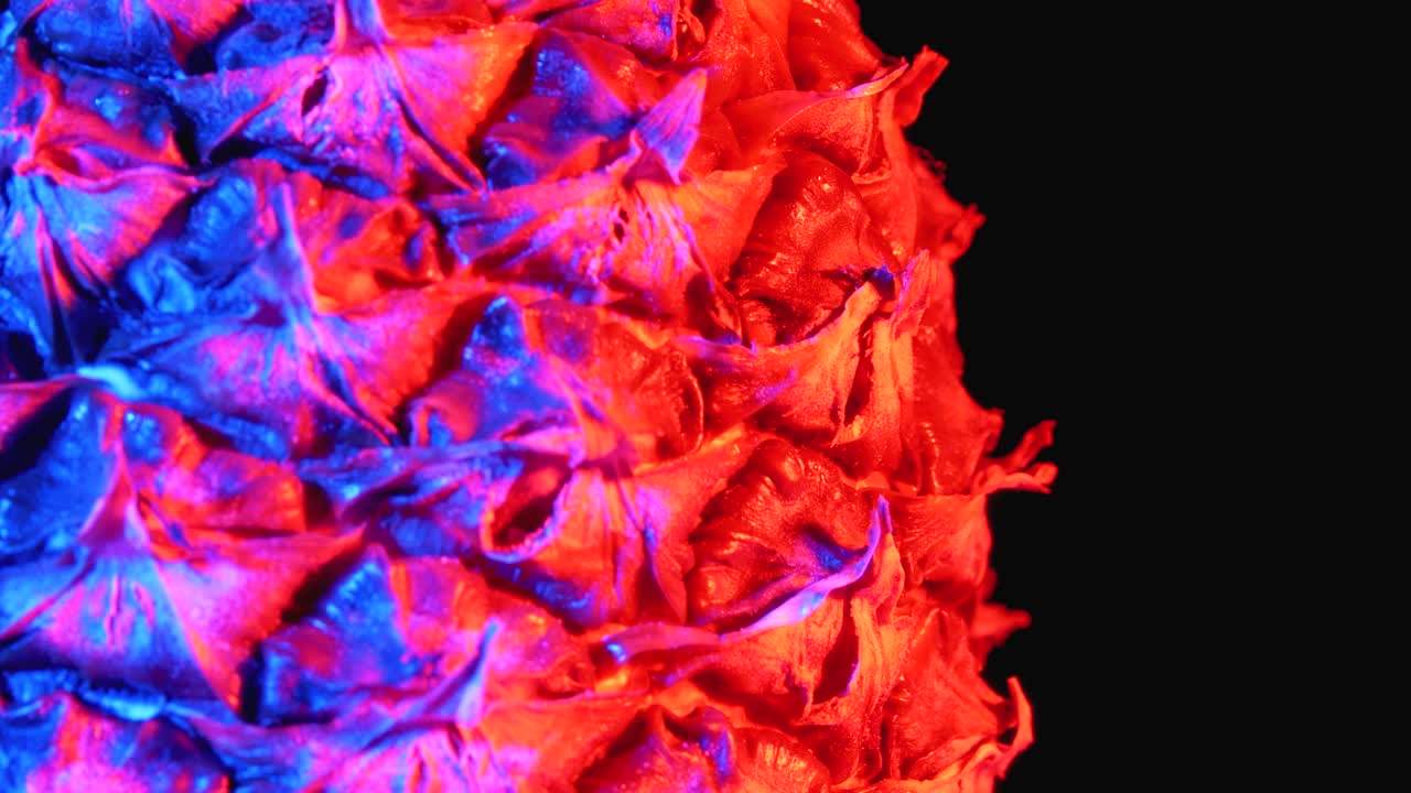 Pineapple with Red and Blue Backlight Rotates on a Black Background