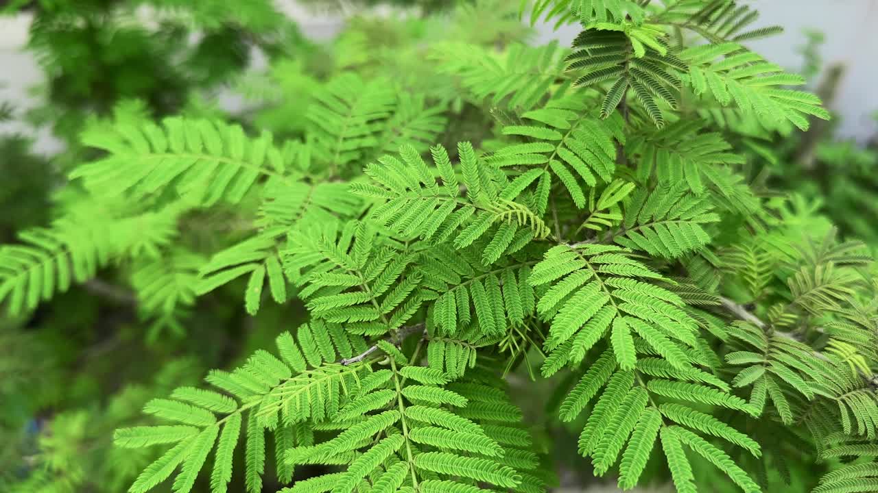 Primo piano della pianta Shami, Prosopis cineraria. È anche comunemente conosciuta come Shami, Khejri o Jand in varie regioni dell'India e del Medio Oriente.