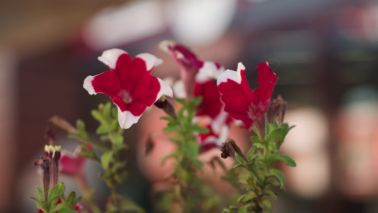 primer plano de vibrantes flores de petunia rojas y blancas que florecen en un jardín con un fondo de colores borrosos, destacando su belleza natural y pétalos delicados