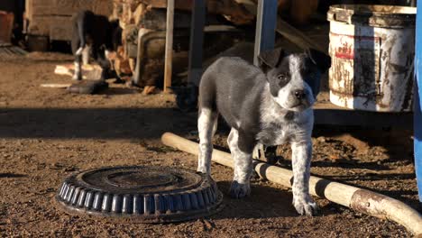 Entzückender-Schwarz-weißer-Australischer-Rinderhundewelpe-Im-Hinterhof-Der-Landschaft,-Handgehaltener-Voller-Schuss,-Tag