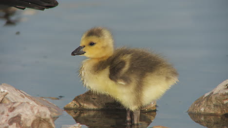 canada gosling preening feather on a rocky riverbank