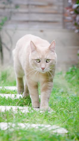 slow motion of a red cat walking in a garden, it moves like a feline, there is green grass and white paving stones