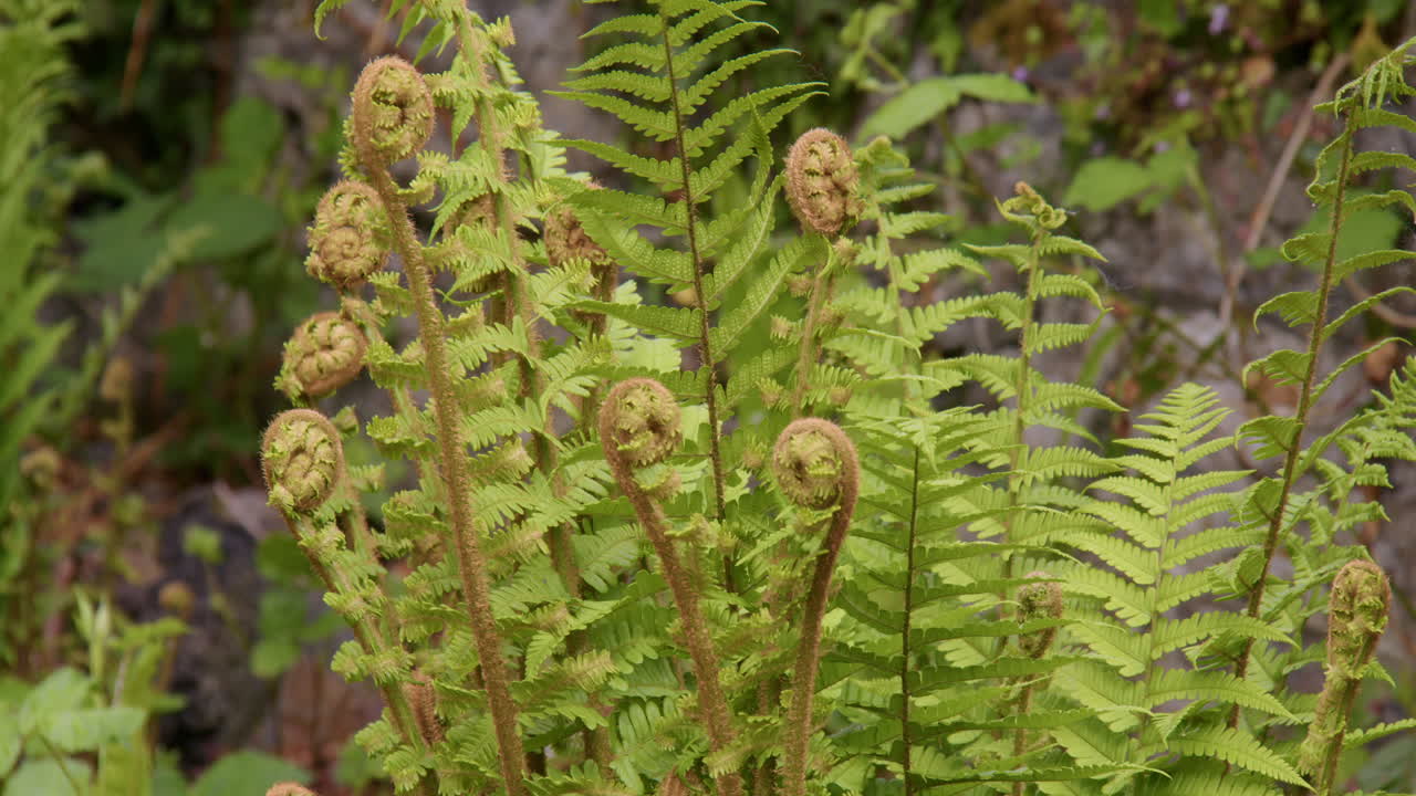 Mid Shot of new ferns unfurling next to a stone wall at Cenarth bridge at Cenarth Falls