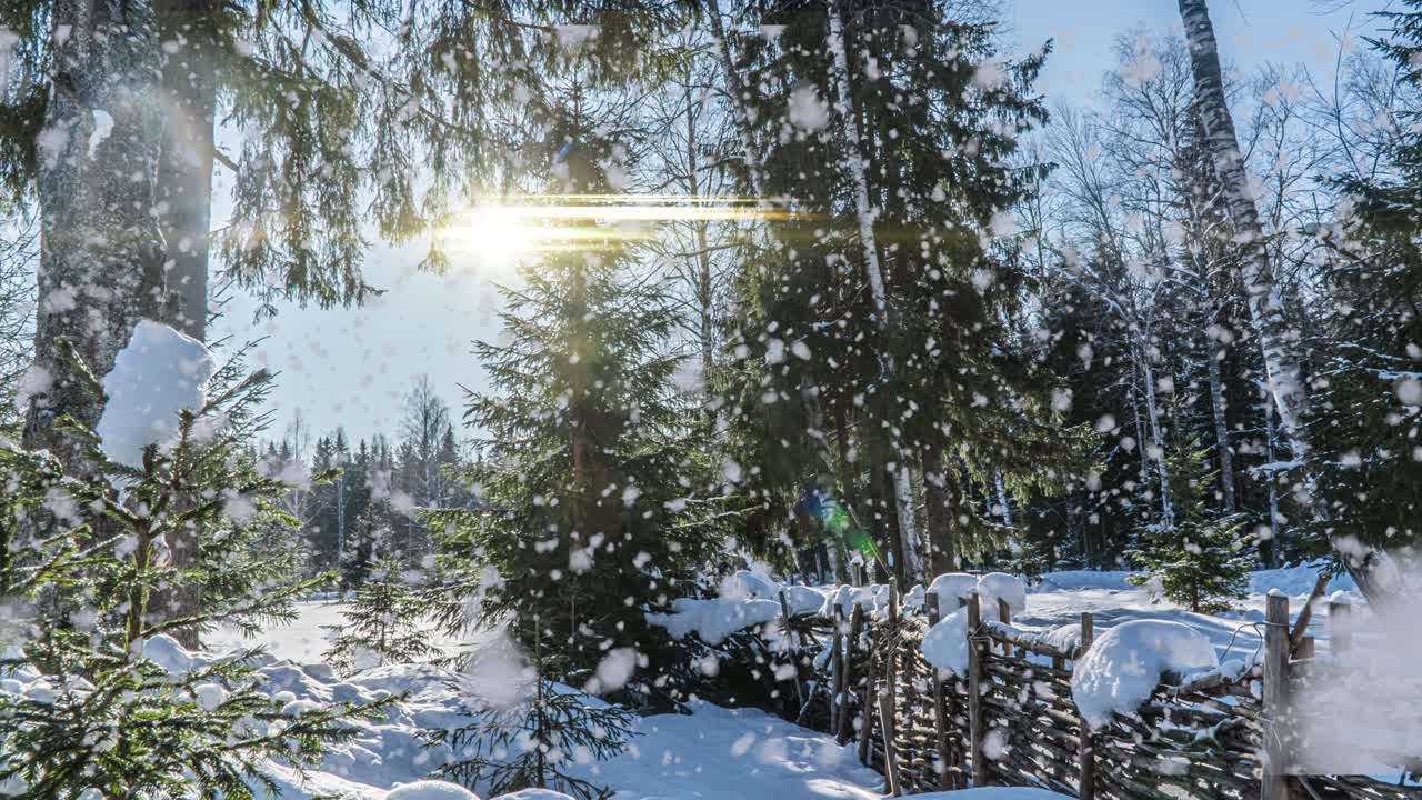 Snødekt skog. Sett ovenfra i en snødekt vinterskog, naturlandskap, frosne skoger