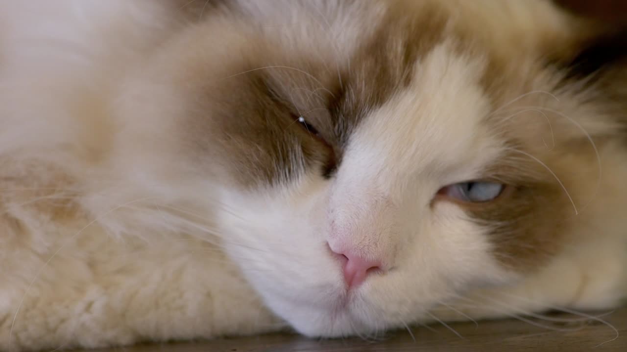 어린 크림 래그돌 고양이가 잠을 자고, 클로즈업