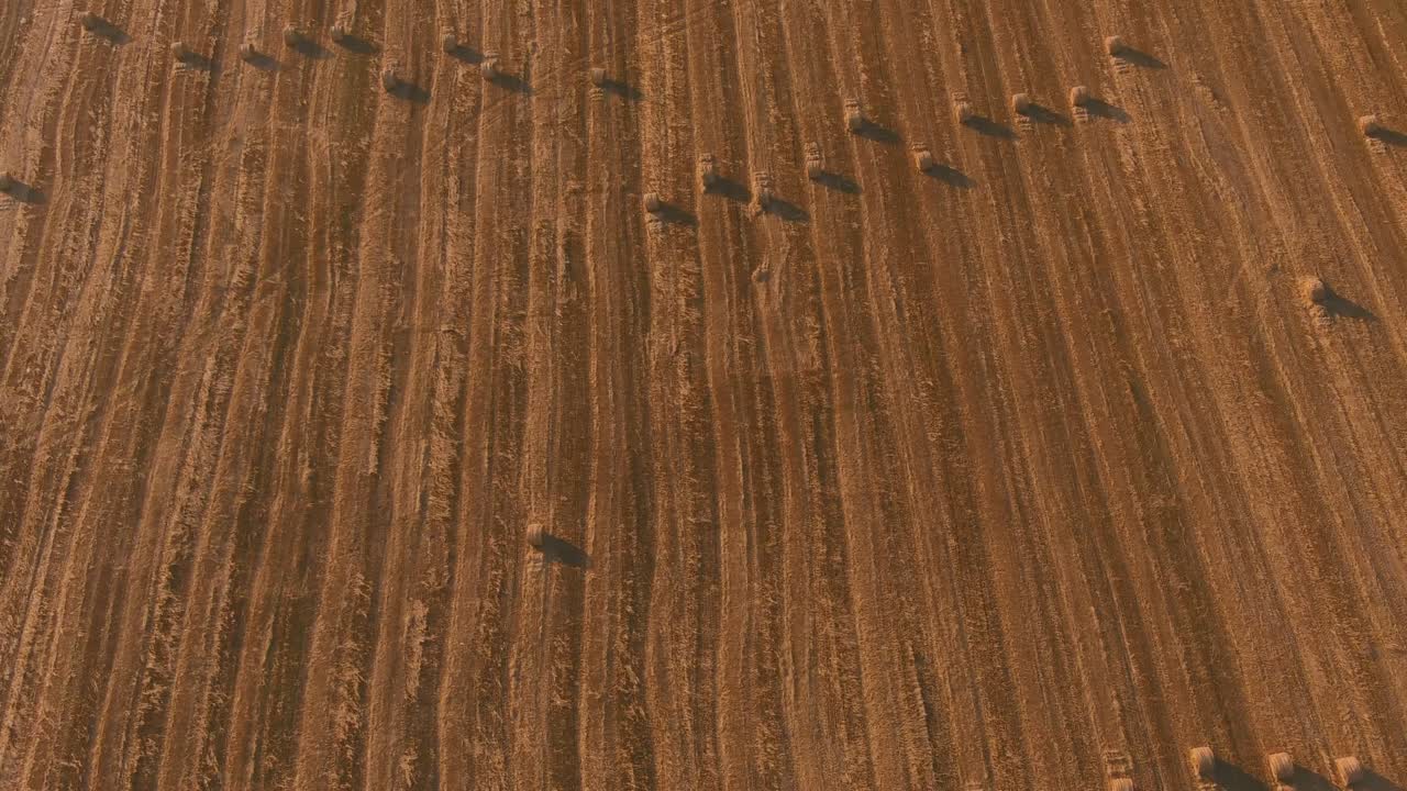 pilas de paja apiladas balas de heno que quedan de la cosecha de los cultivos, campo de una granja agrícola