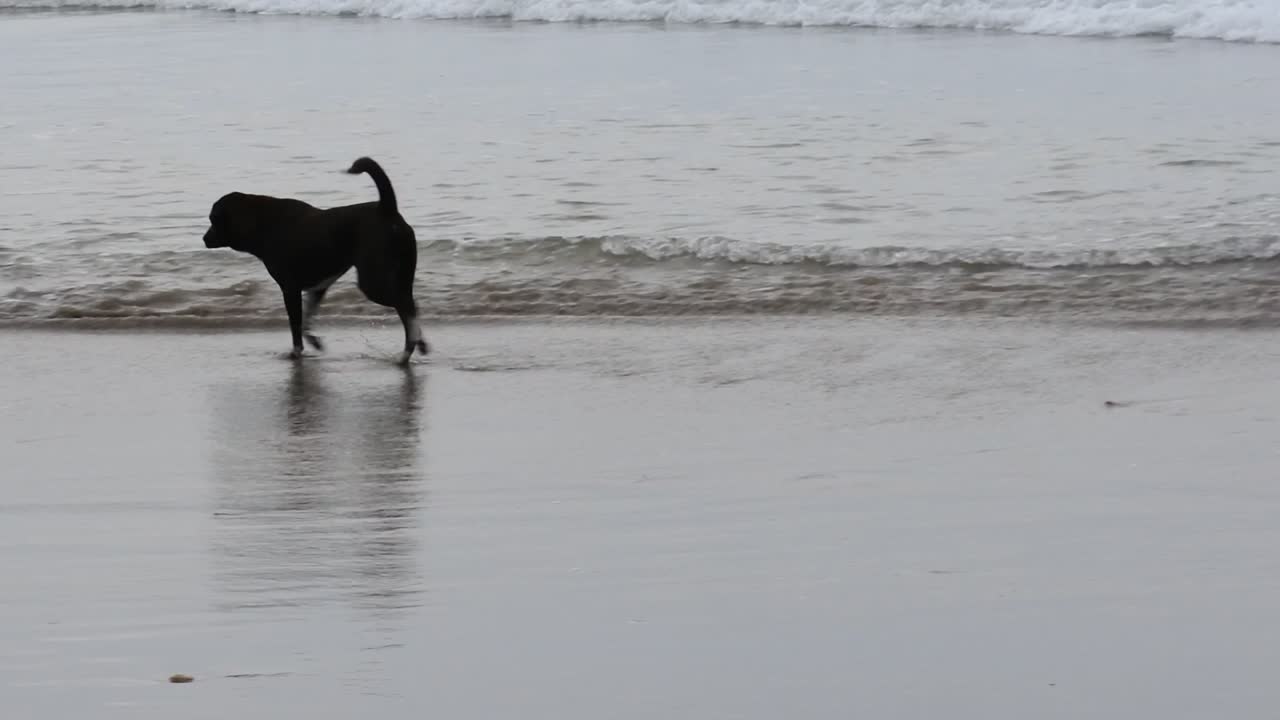 собаки бегают по пляжу