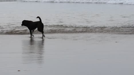 dogs running on the beach