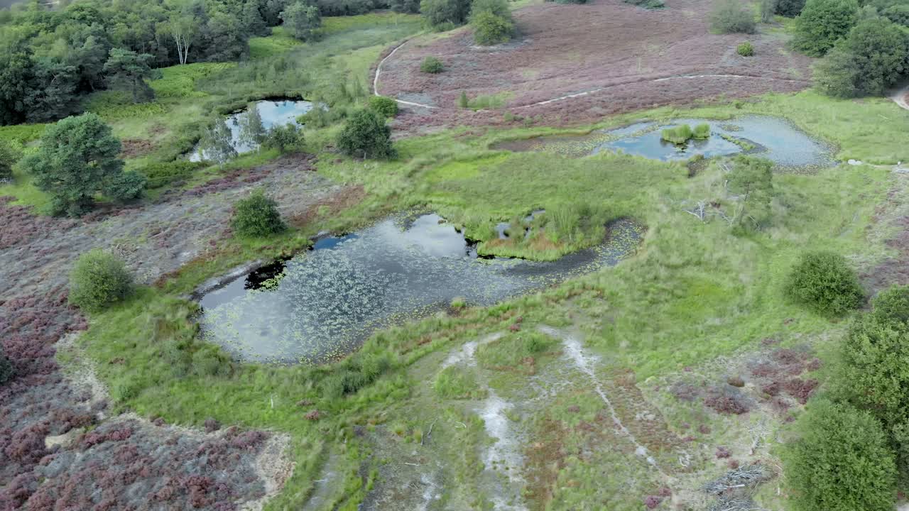 vista aérea del floreciente brezal púrpura con estanques y agua en el parque nacional de mainweg, países bajos - imágenes de drones de 4k
