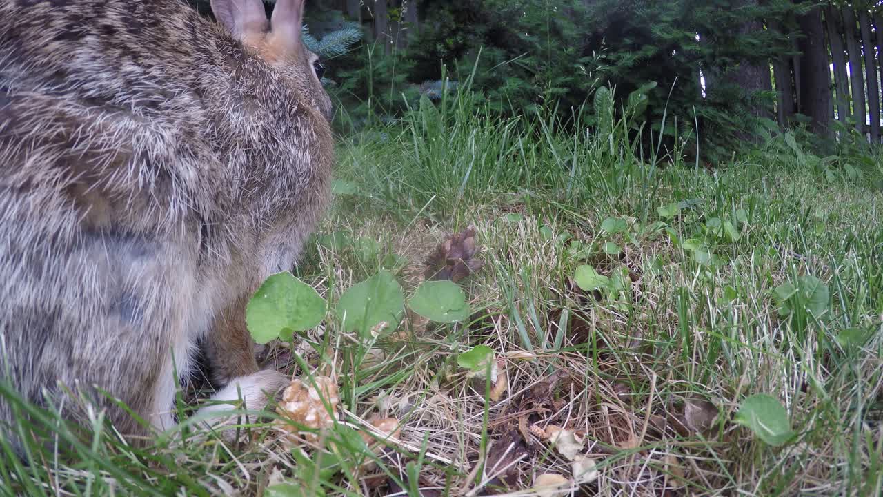 conejo salvaje comiendo hierba en un patio trasero