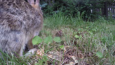 Wildkaninchen-Frisst-Gras-In-Einem-Hinterhof