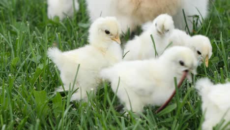 baby chicks eating worm breakfast on white silkie chicken farm