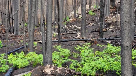 Shrub-plants-begin-to-bloom-in-the-former-forest-fire-area-in-Sudbury,-Ontario,-Canada