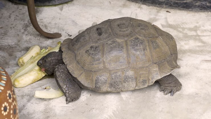 4K shot of a tortoise eating bananas and lettuce after coming out of hibernation 1