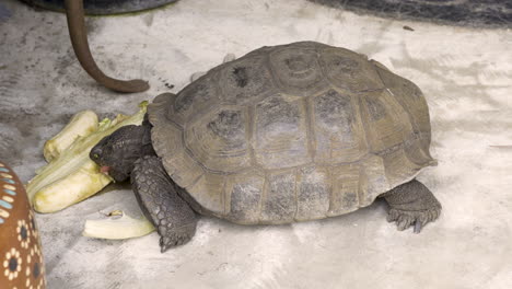 4K-Aufnahme-Einer-Schildkröte,-Die-Bananen-Und-Salat-Frisst,-Nachdem-Sie-Aus-Dem-Winterschlaf-Gekommen-Ist-1