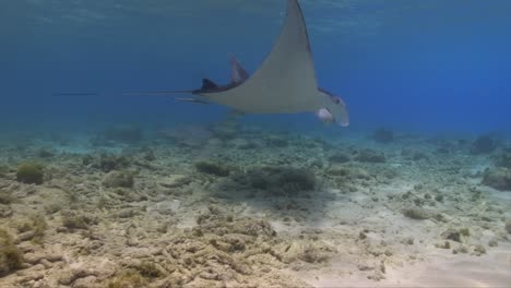 a majestic manta ray glides above a subdued caribbean coral reef in shallow waters. below, a group of silvery fish trails closely, following its graceful movements.