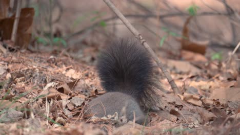 eurasian grey squirrel with white belly eating a nut on the ground covered with fallen leaves