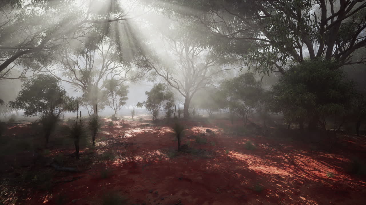 rayos de sol a través de la niebla en un bosque de eucalipto