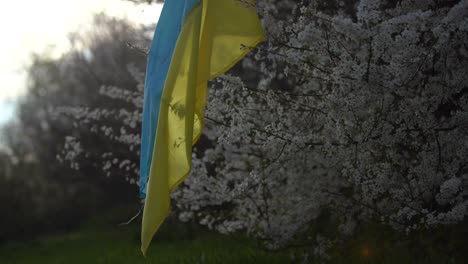 Frühlingsblühende-Bäume-Mit-Blumen-Vor-Dem-Hintergrund-Der-Flagge-Der-Ukraine.-Frühlingshintergrund.