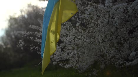 alberi a fiore primaverile con fiori sullo sfondo della bandiera dell'ucraina. sfondo primaverile.