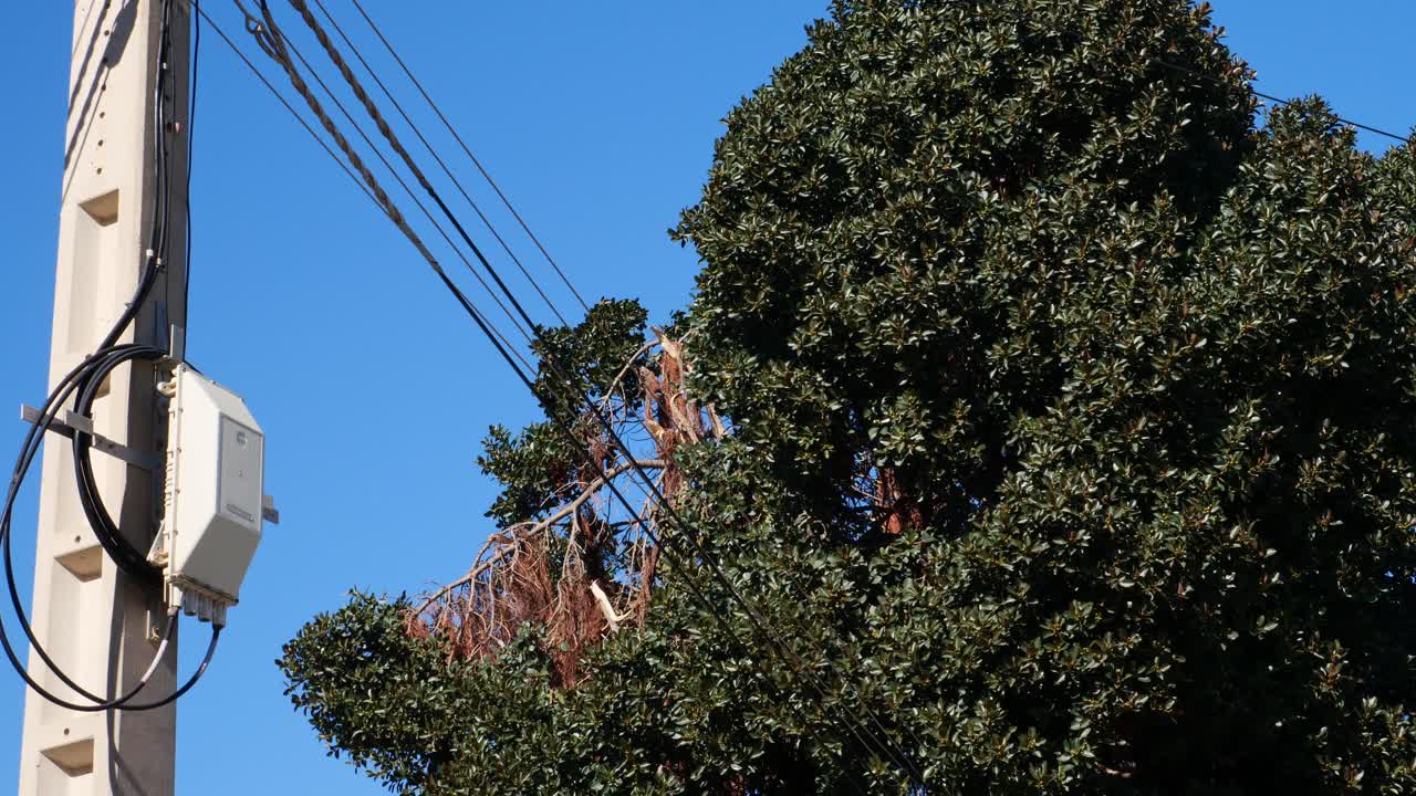 A broken branch and a tree moving due to strong winds, next to an electric pole