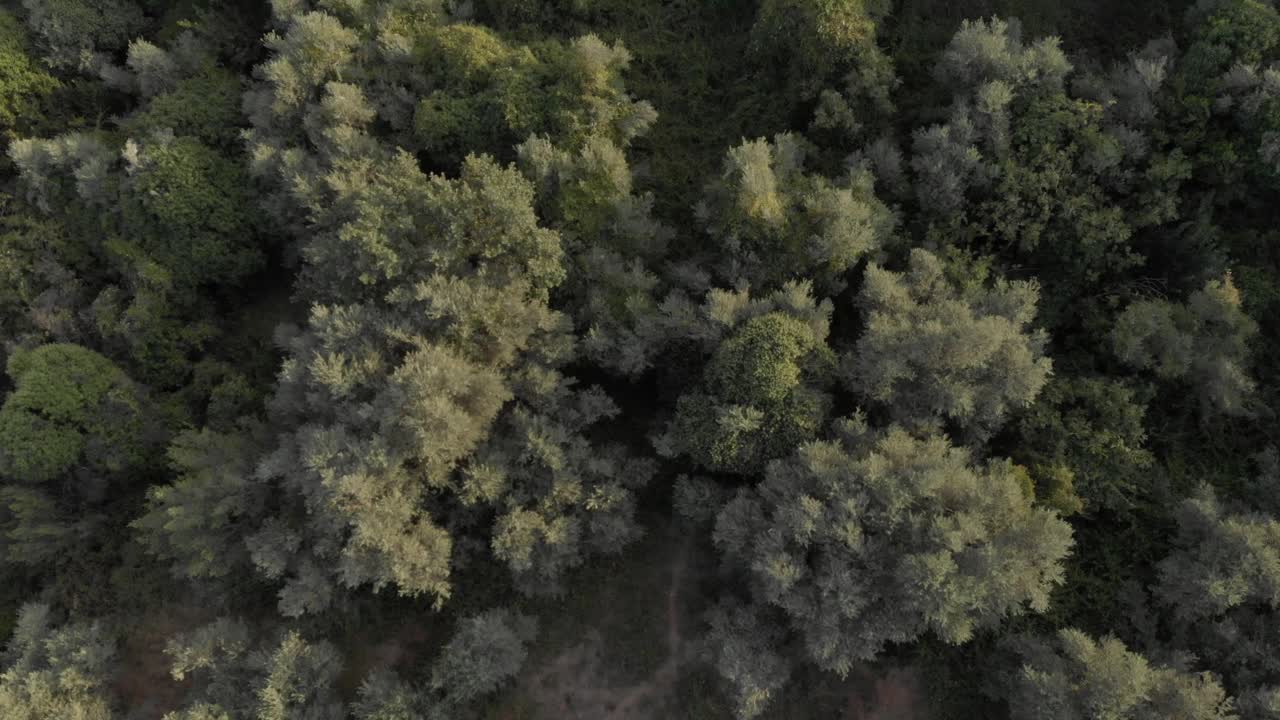 Aerial drone footage of tree top at green forest at mountain Pelion Magnisia Greece amazing top view