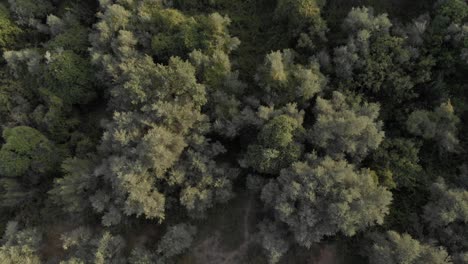 aerial drone footage of tree top at green forest at mountain pelion magnisia greece amazing top view