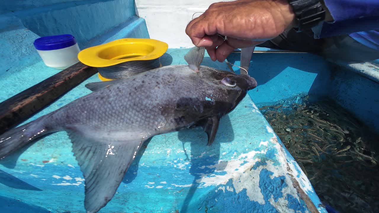 Mani autentiche di un pescatore professionista che usa un coltello per l'estrazione precisa dell'amo da un pesce balestra oceanico appena pescato sul ponte di una barca, mostrando tecniche artigianali