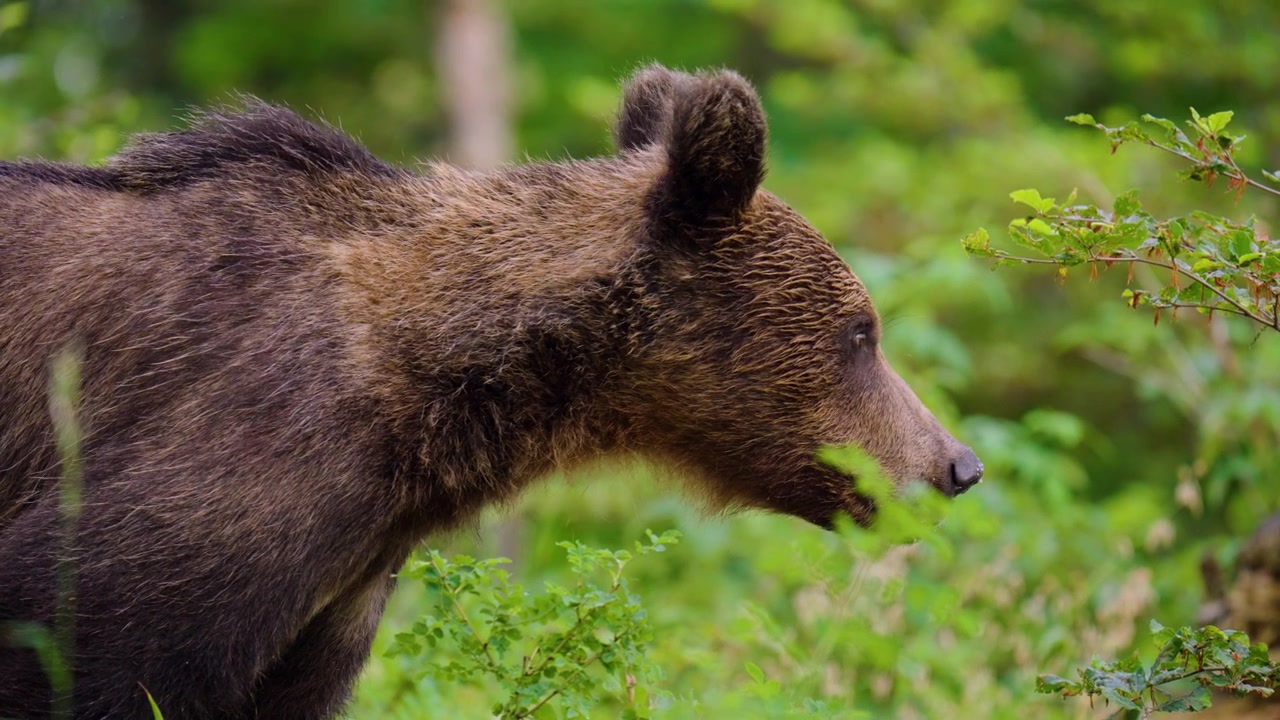 Orso bruno eurasiatico cerca cibo nella foresta di Gorski Kotar, Croazia, circondato da alberi e vegetazione boschiva - primo piano.