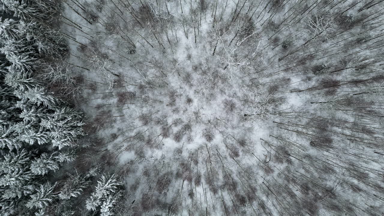 Foresta naturale innevata in una fredda giornata invernale, alberi giovani e vecchi, vista dall'alto