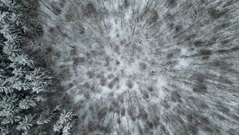 Snow-covered-natural-forest-in-cold-winter-day,-young-and-old-trees,-top-down