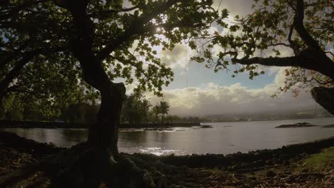 koa tree's planted along the ocean in hawaii