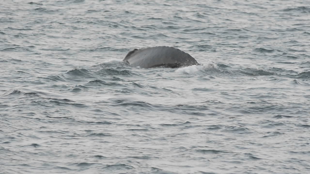 알래스카 남동부 얼음 해협의 아돌푸스 지점에서 혹등고래 그룹 먹이주기