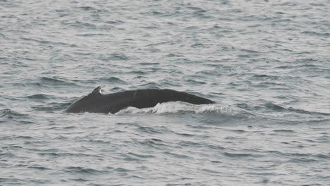 Humpback-whales-group-feeding-at-Point-Adolphus-in-Icy-Strait-in-Southeast-Alaska