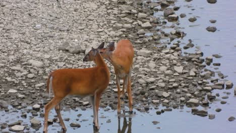 two dears kissing near water source, static distance view