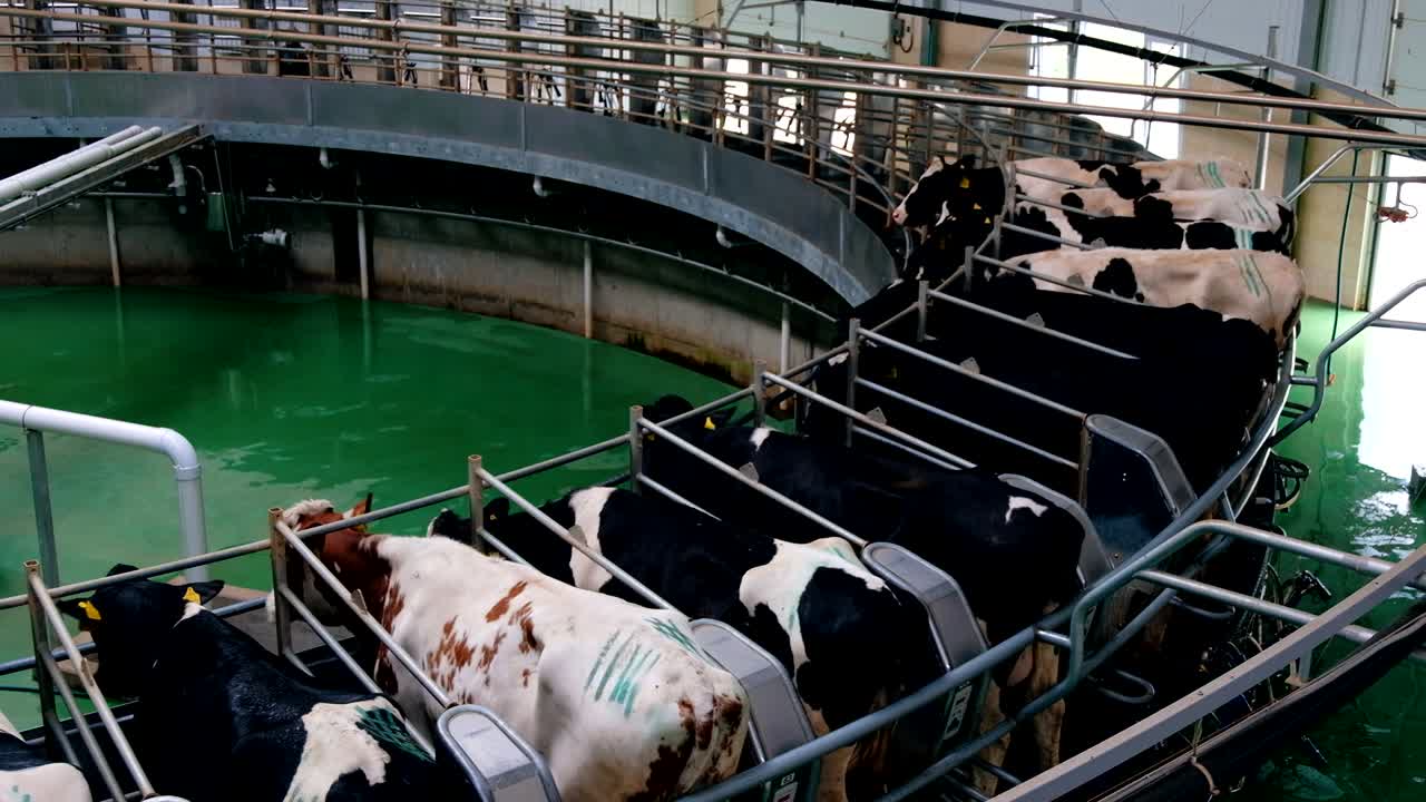 Melkkoeien met behulp van een automatisch industrieel rotatiesysteem voor het melken op een moderne melkveehouderij