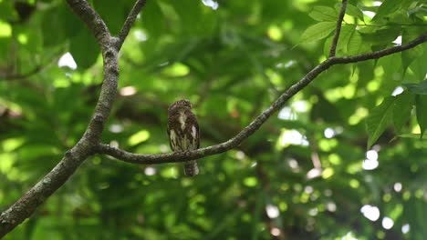 Collared-Owlet,-Taenioptynx-brodiei,-Kaeng-Krachan,-Thailand