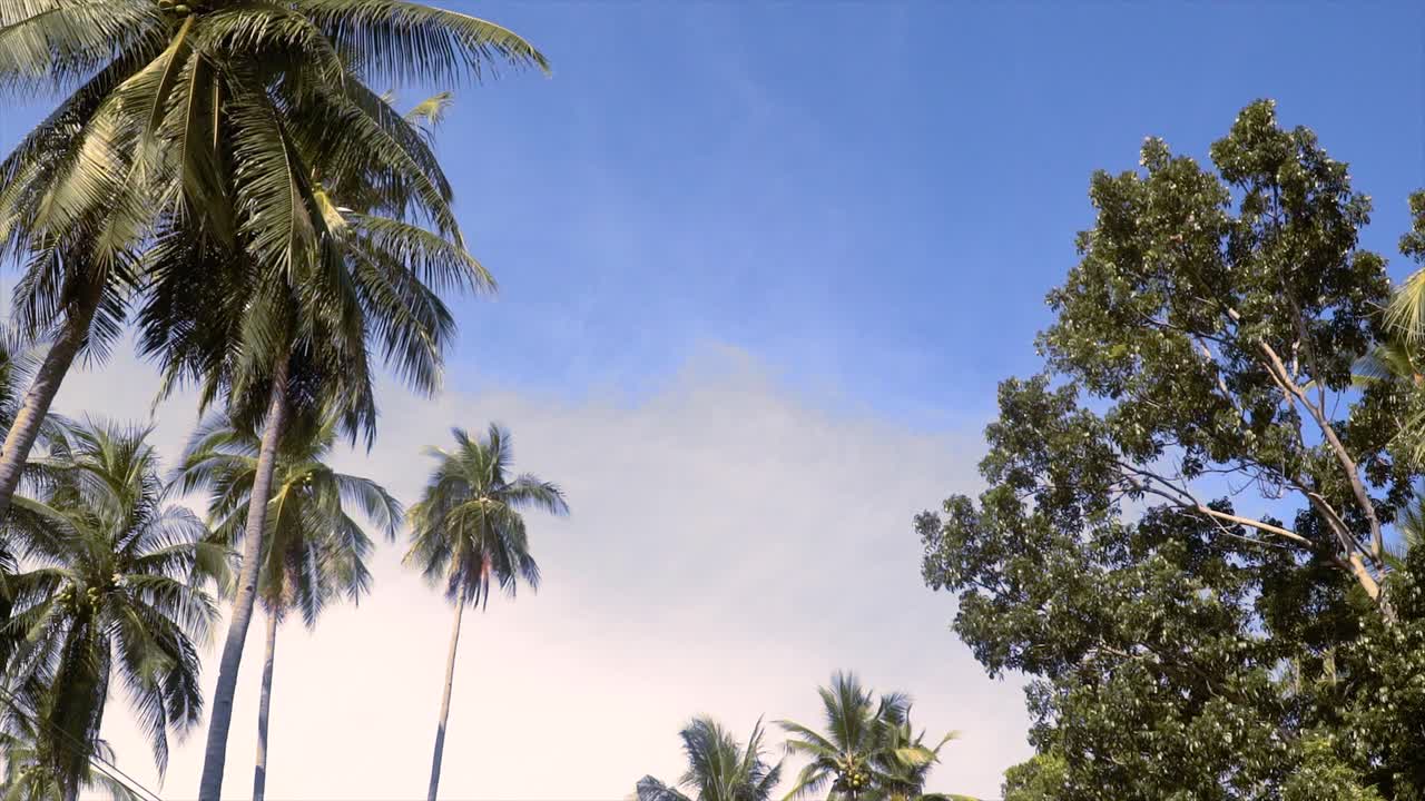 Birds eye view shot of coconut trees