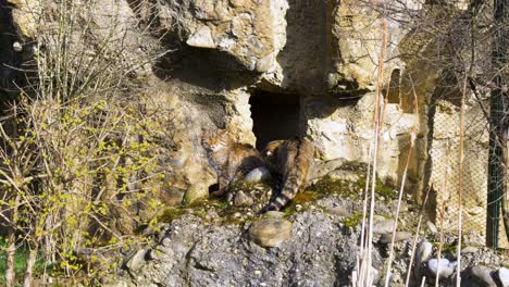 grupo de gatos monteses europeos sentados en una roca en la naturaleza