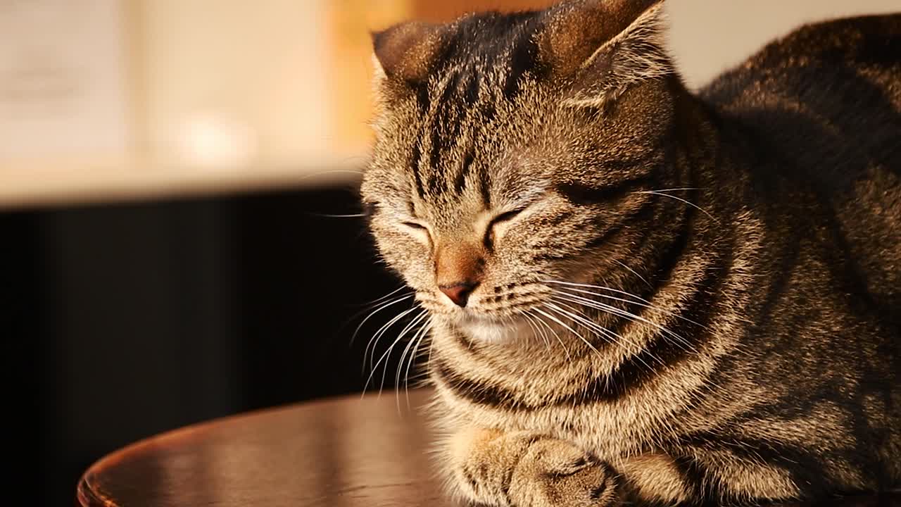 Primo piano di un gatto Scottish Fold assonnato che si appisola su un tavolo
